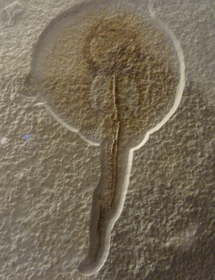 stingray fossil